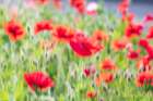 USA-Washington State-Palouse-Colfax Variety of colored poppy flowers growing in green wheat Art Print